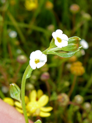 Plagiobothrys stipitatus micranthus