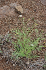 Schkuhria pinnata, photograph (c) Tony Rebelo, some rights reserved (CC BY-SA)