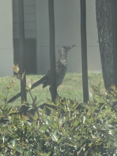 Greater Roadrunner observed by kirbykitty