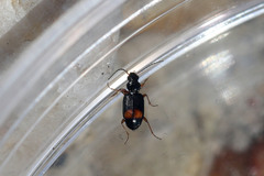 Bembidion modestum