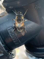 Eristalis pertinax