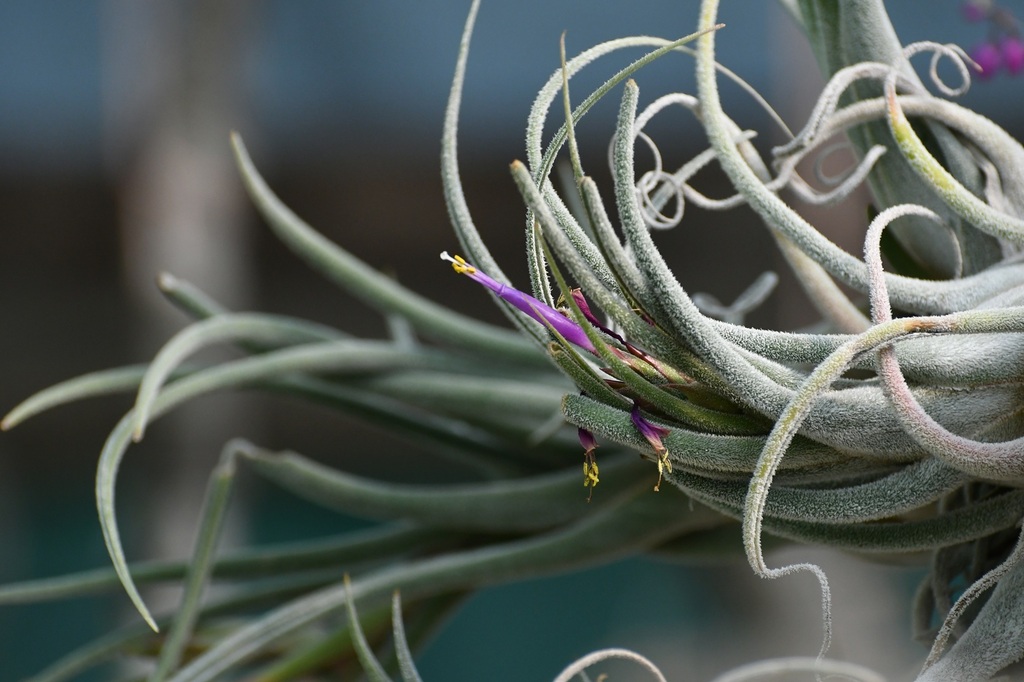 Tillandsia seleriana; photograph (c) Neptalí Ramírez Marcial, some rights reserved (CC BY)