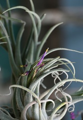 (c) Neptalí Ramírez Marcial, some rights reserved (CC BY) Tillandsia seleriana, photograph (c) Neptalí Ramírez Marcial, some rights reserved (CC BY)
