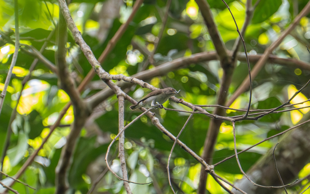Brown-backed Flowerpecker (Pachyglossa everetti) photo