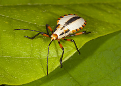 Thasopsis formidabilis