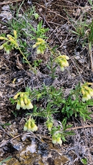 Onosma simplicissima, photograph Анна Митрошенкова, CC BY, iNaturalist via GBIF
