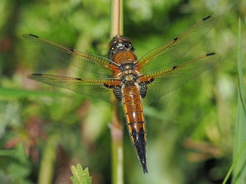 Four-spotted chaser