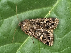 Sideridis reticulata