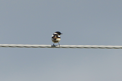 Saxicola maurus maurus