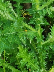 Lixus pulverulentus