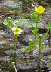 Ranunculus flabellaris