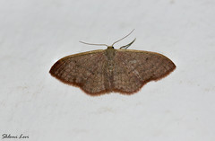 Idaea distinctaria