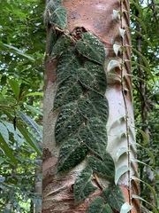 Ficus villosa