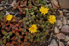 Faucaria