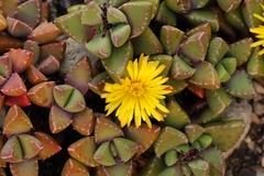 Faucaria