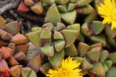 Faucaria