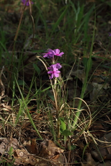 Phlox amoena