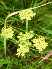 Lomatium caruifolium