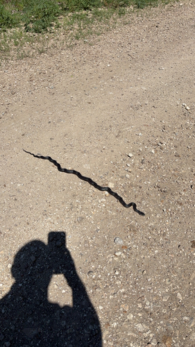Western Ratsnake