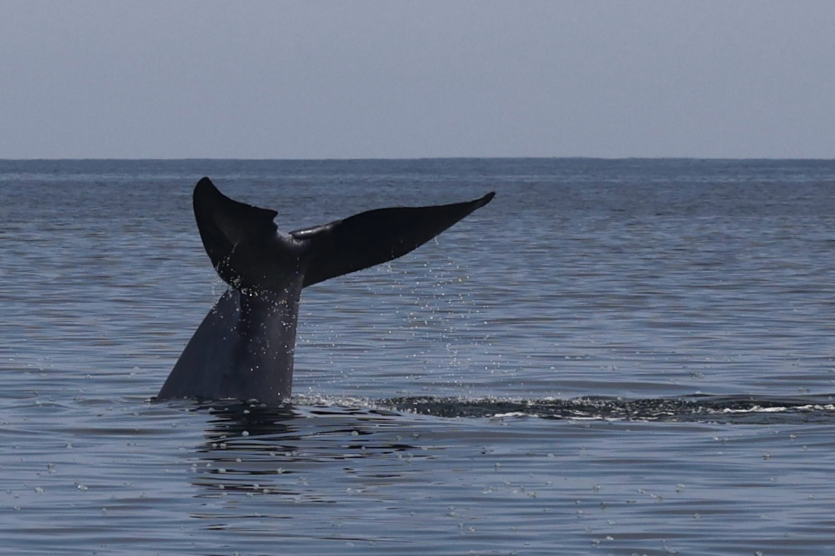 Balaenoptera musculus