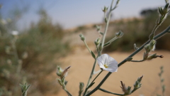 Convolvulus prostratus