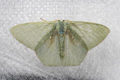 Orothalassodes leucoceraea