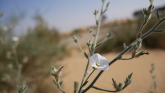 Convolvulus prostratus