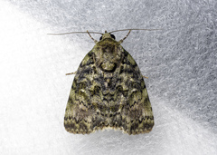 Blenina malachitis