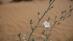 Convolvulus prostratus