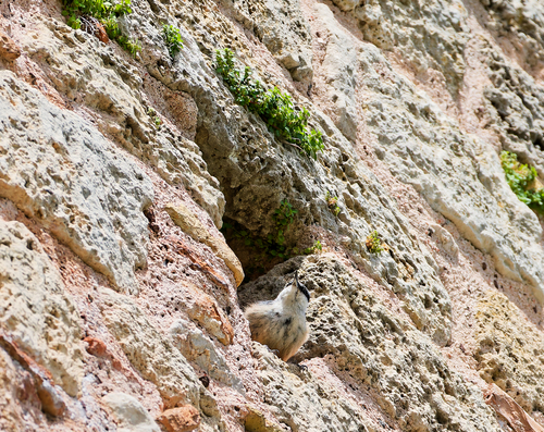 Western Rock Nuthatch