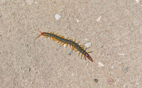 Mediterranean Banded Centipede