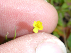 Cicendia quadrangularis