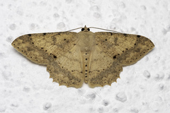 Luxiaria emphatica