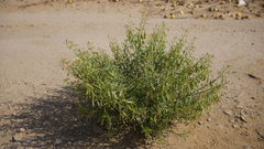 Cleome amblyocarpa