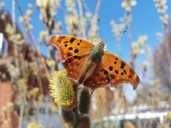 Polygonia interrogationis