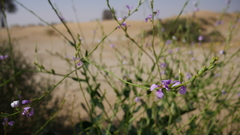Physorhynchus chamaerapistrum