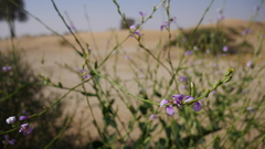 Physorhynchus chamaerapistrum