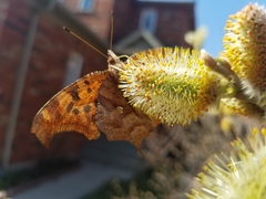Polygonia interrogationis