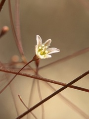 Eriogonum ordii, photograph author not stated, no rights reserved