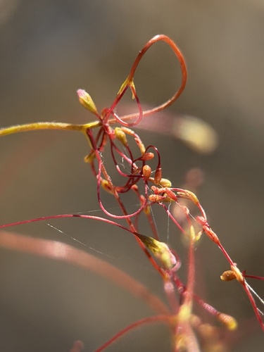 Eriogonum ordii, photograph 4