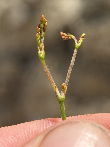 Eriogonum ordii, photograph 5