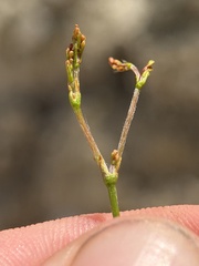 Eriogonum ordii, photograph author not stated, no rights reserved
