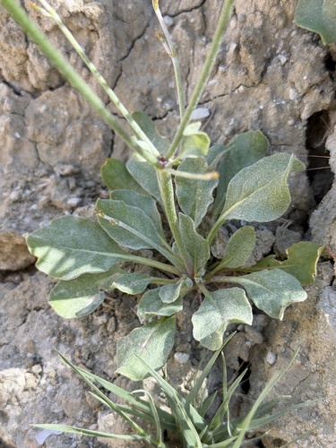 Eriogonum ordii, photograph 6