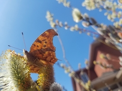 Polygonia interrogationis