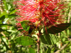 Misumenops callinurus