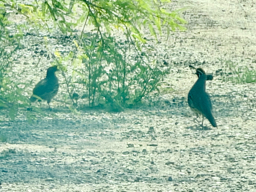 Gambel's Quail