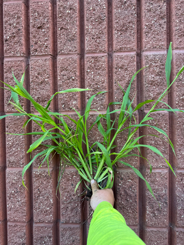 Setaria adhaerens observed 2026-05-13