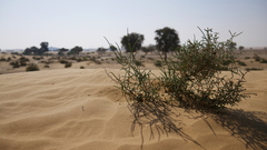 Haloxylon salicornicum