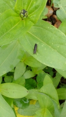 Homalodisca insolita