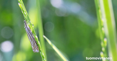 Crambus lathoniellus